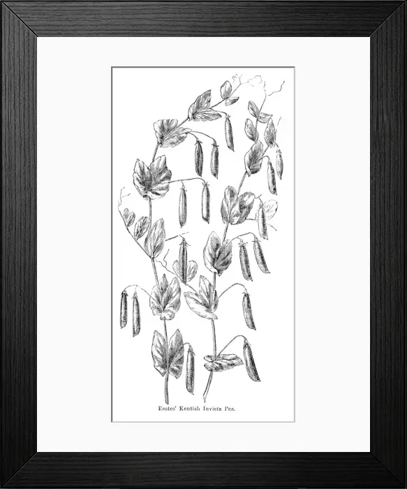 Framed Print : Peas plant illustration 1874 Framed Print : Peas plant illustration 1874