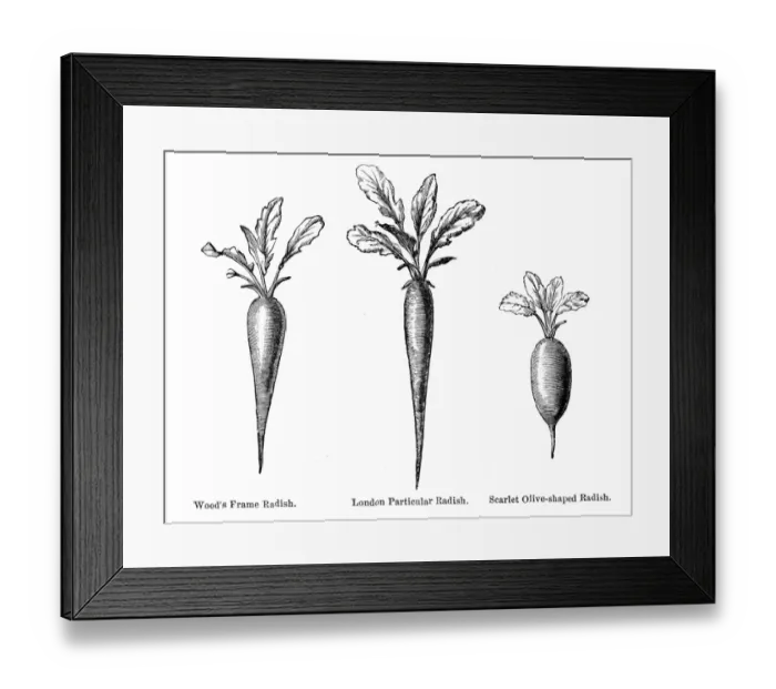 Framed Print : Radish vegetable engraving 1874