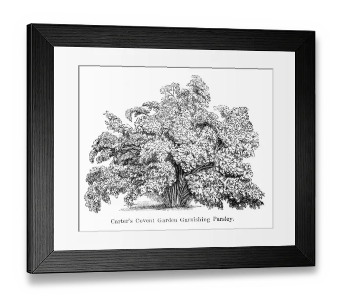 Framed Print : Parsley engraving 1874 Framed Print : Parsley engraving 1874