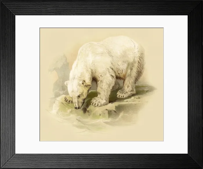 Framed Print : Polar Bear engraving 1888 Framed Print : Polar Bear engraving 1888