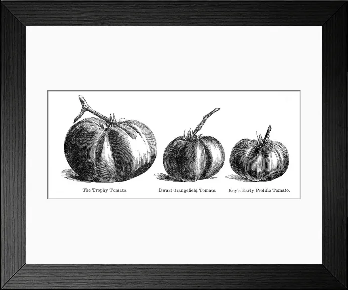 Framed Print : Different kids of tomatoes illustration 1874 Framed Print : Different kids of tomatoes illustration 1874