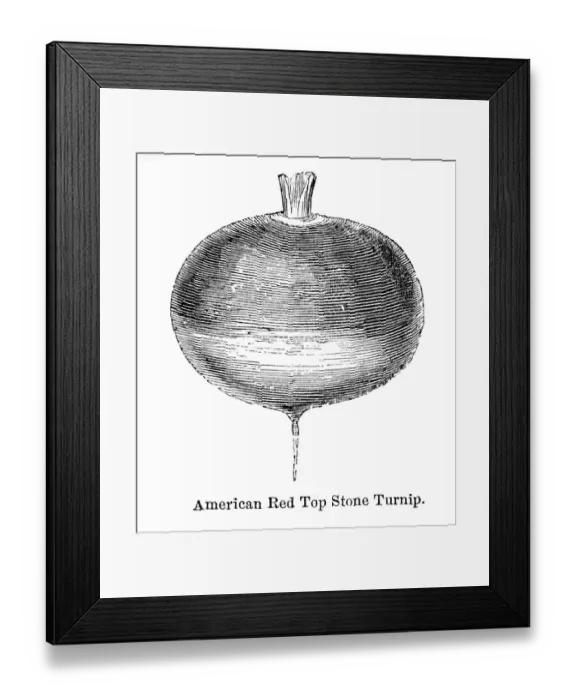 Framed Print : Turnip vegetable engraving 1874 Framed Print : Turnip vegetable engraving 1874