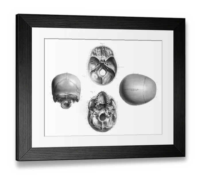 Framed Print : Human skull anatomy illustration 1866 Framed Print : Human skull anatomy illustration 1866
