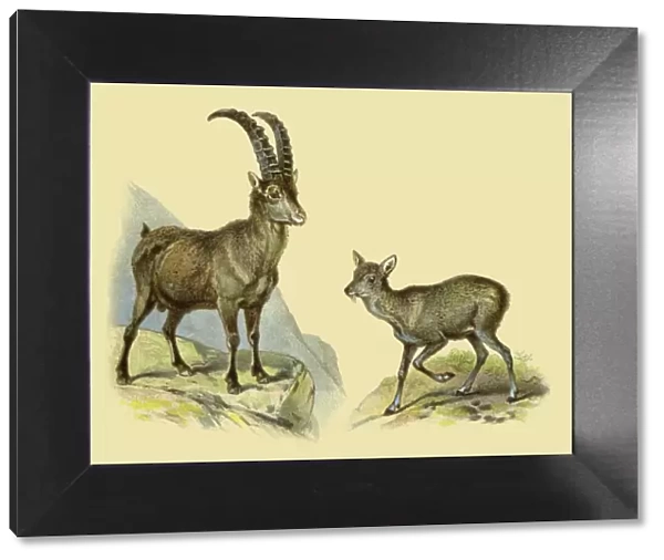 Alpine ibex goat and musk deer 1888