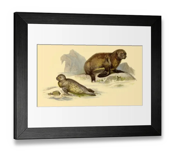 Framed Print : Sea Lion and Seal illustration 1888 Framed Print : Sea Lion and Seal illustration 1888