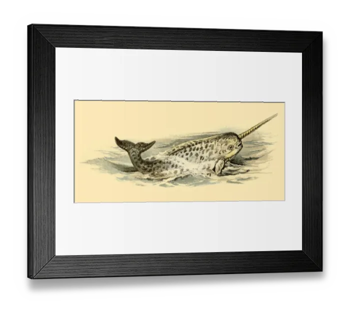 Framed Print : Narwhal illustration 1896 Framed Print : Narwhal illustration 1896