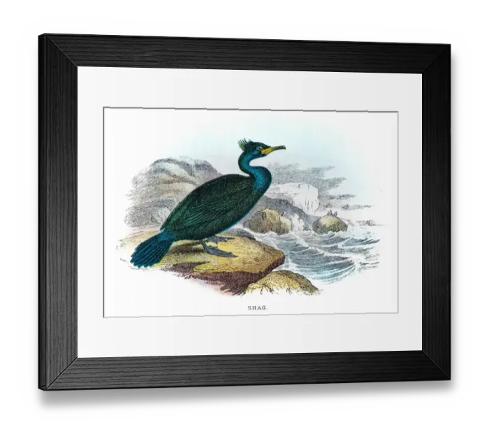 Framed Print : Shag cormorant illustration 1896 Framed Print : Shag cormorant illustration 1896