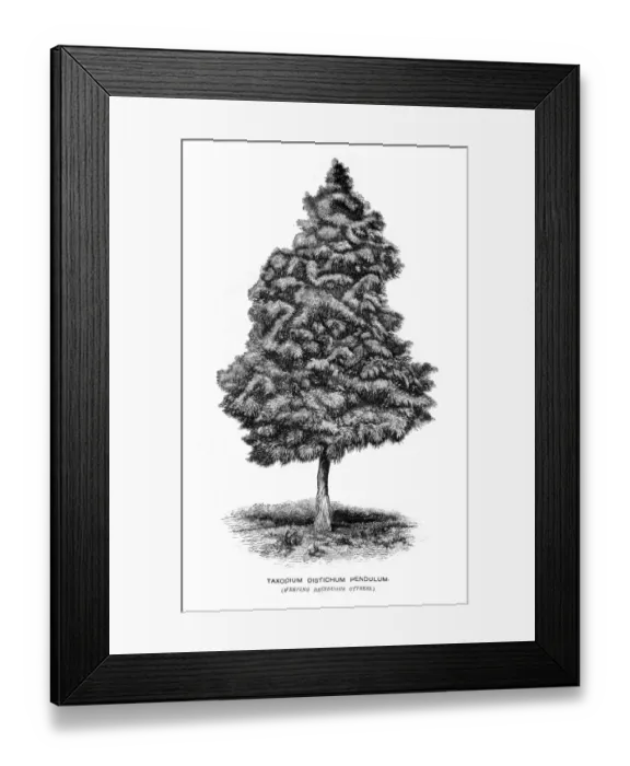 Framed Print : Cypress tree illustration 1874 Framed Print : Cypress tree illustration 1874