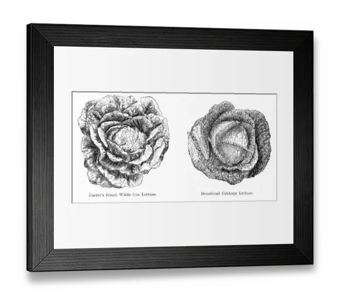 Framed Print : Lettuce Cabbage illustration 1874 Framed Print : Lettuce Cabbage illustration 1874