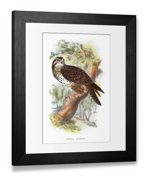 Framed Print : Common Buzzard illustration 1896 Framed Print : Common Buzzard illustration 1896