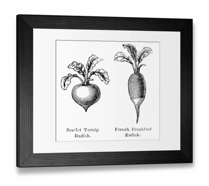 Framed Print : Radish vegetable engraving 1874 Framed Print : Radish vegetable engraving 1874