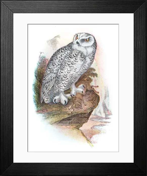 Framed Print : Snowy owl illustration 1896 Framed Print : Snowy owl illustration 1896