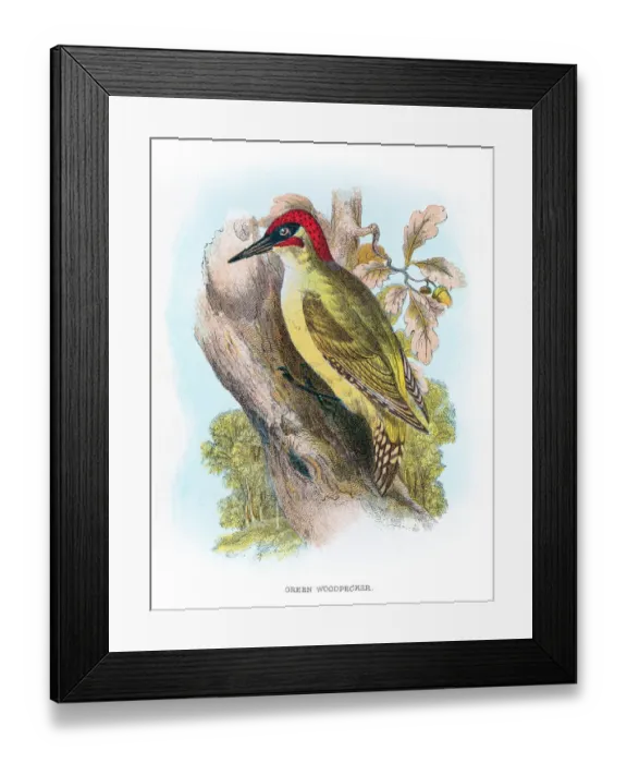 Framed Print : Green woodpecker engraving 1896 Framed Print : Green woodpecker engraving 1896