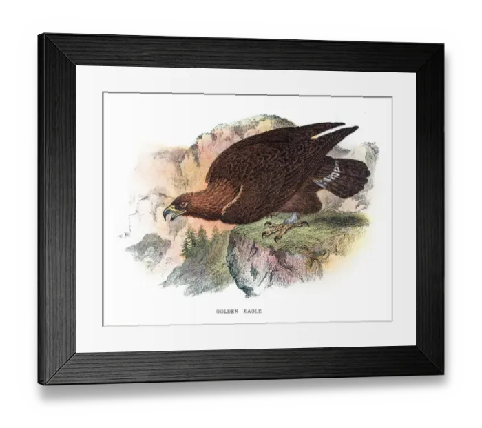 Framed Print : Golden eagle illustration 1896 Framed Print : Golden eagle illustration 1896