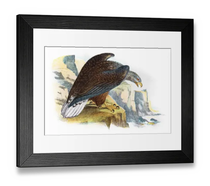 Framed Print : White tailed sea eagle illustration 1896