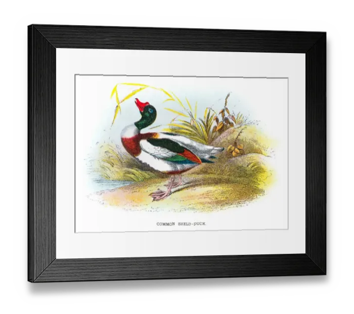 Framed Print : Common shield duck engraving 1896