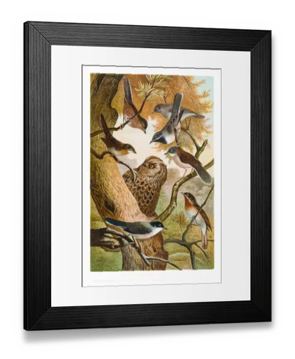 Framed Print : Warbler and owl illustration 1882 Framed Print : Warbler and owl illustration 1882