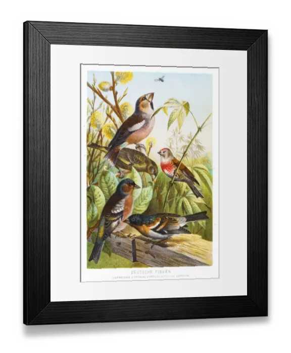 Framed Print : Finch birds illustration 1882 Framed Print : Finch birds illustration 1882
