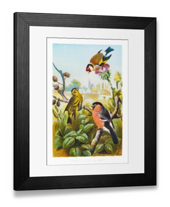 Framed Print : Finch birds illustration 1882 Framed Print : Finch birds illustration 1882