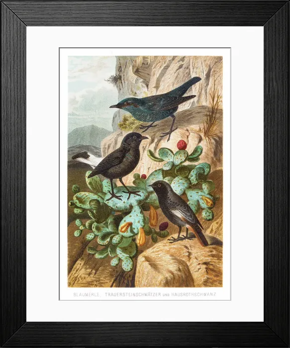 Framed Print : Thrush flycatcher redstart birds illustration 1882