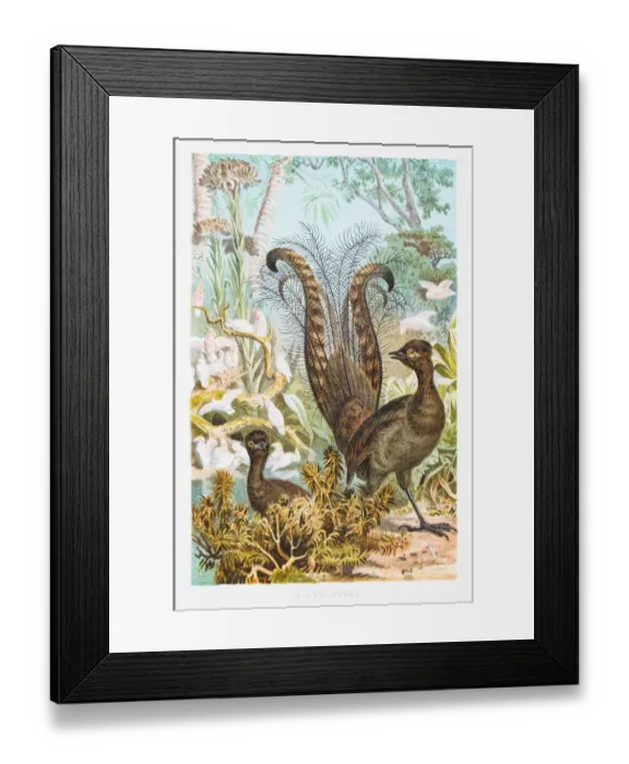 Framed Print : Lyrebird illustration 1882 Framed Print : Lyrebird illustration 1882