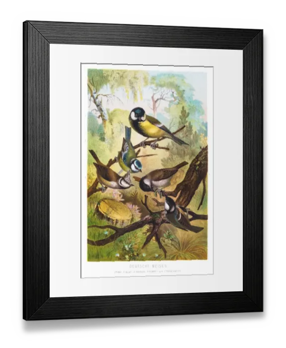 Framed Print : Tit chickadees illustration 1882 Framed Print : Tit chickadees illustration 1882