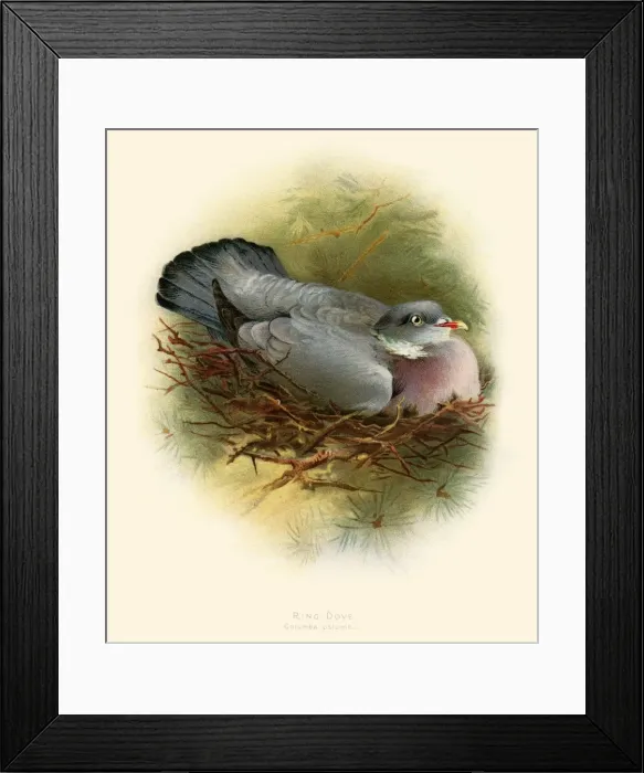 Framed Print : The ring pigeon illustration 1900 Framed Print : The ring pigeon illustration 1900