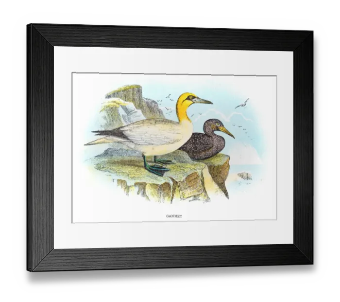 Framed Print : Gannets illustration 1896