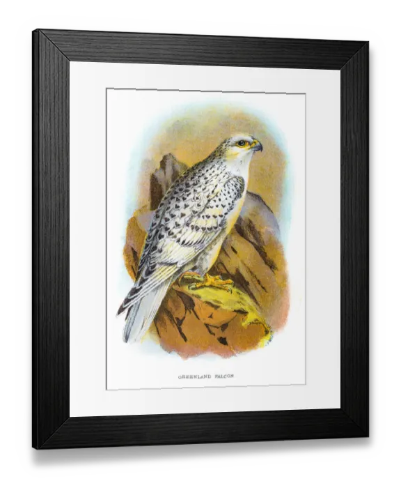 Framed Print : Greenland falcon engraving 1896 Framed Print : Greenland falcon engraving 1896