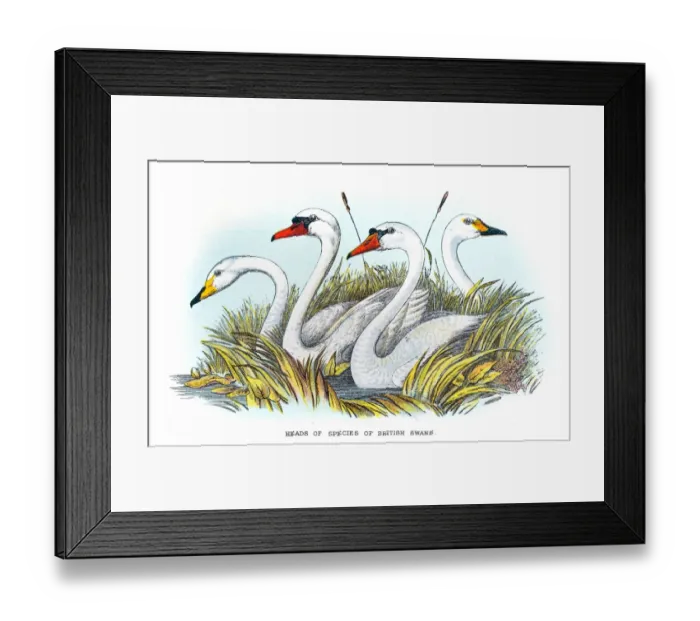 Framed Print : Britsih swan illustration 1896 Framed Print : Britsih swan illustration 1896