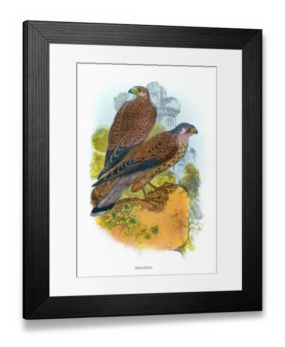 Framed Print : Kestrel falcon engraving 1896 Framed Print : Kestrel falcon engraving 1896