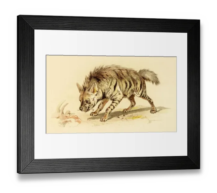 Framed Print : Spotted hyena illustration 1888