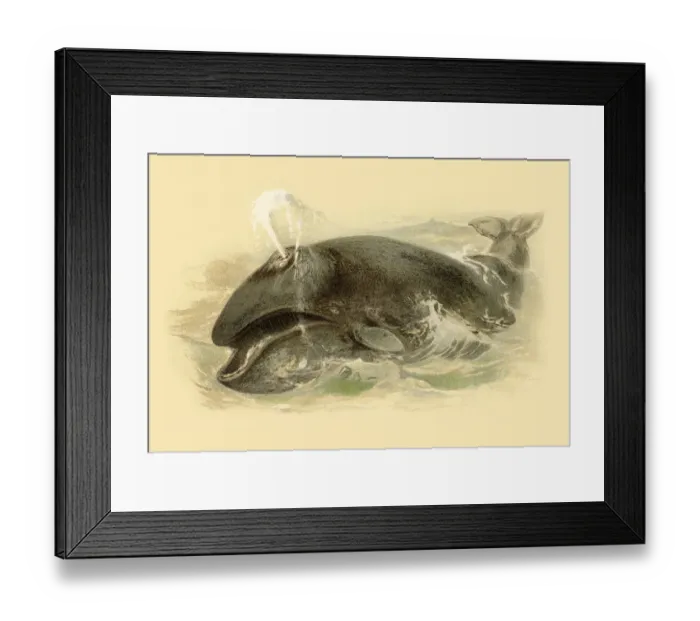 Framed Print : Whale chromolitograph 1888 Framed Print : Whale chromolitograph 1888