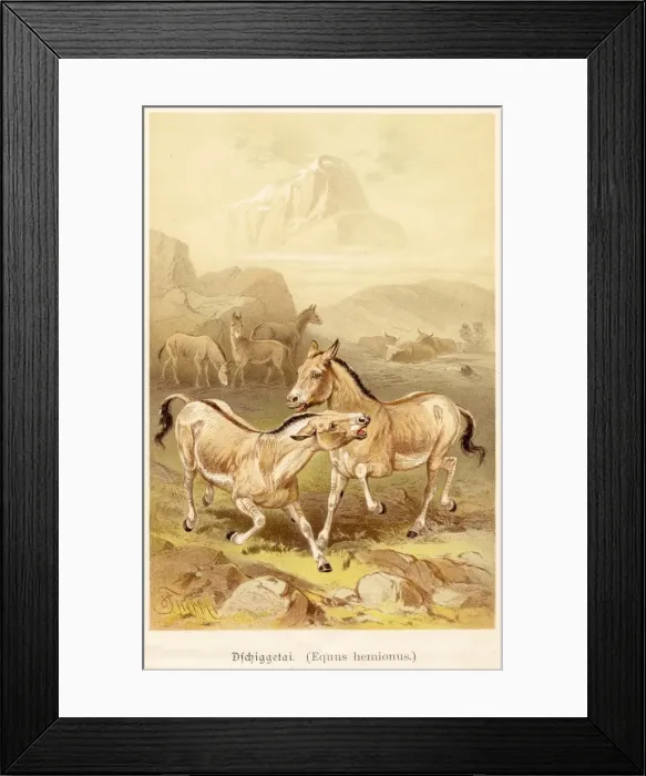 Framed Print : The wild ass illustration 1888 Framed Print : The wild ass illustration 1888