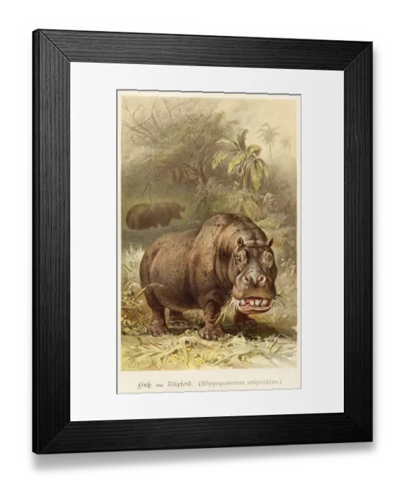 Framed Print : Hippopotamus illustration 1888 Framed Print : Hippopotamus illustration 1888