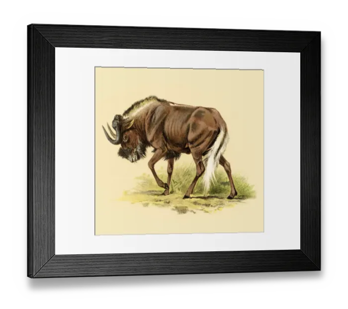 Framed Print : Wildebeests chromolitography 1888 Framed Print : Wildebeests chromolitography 1888