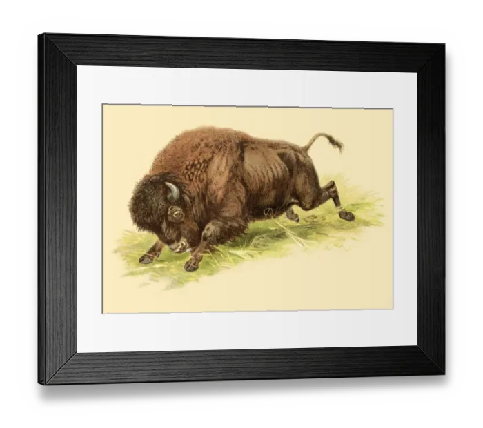Framed Print : Bison illustration 1888 Framed Print : Bison illustration 1888