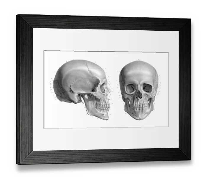 Framed Print : Human skull anatomy illustration 1866 Framed Print : Human skull anatomy illustration 1866