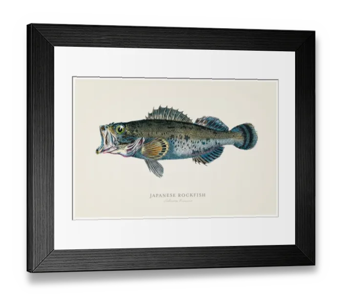 Framed Print : Japanese rock fish 1856