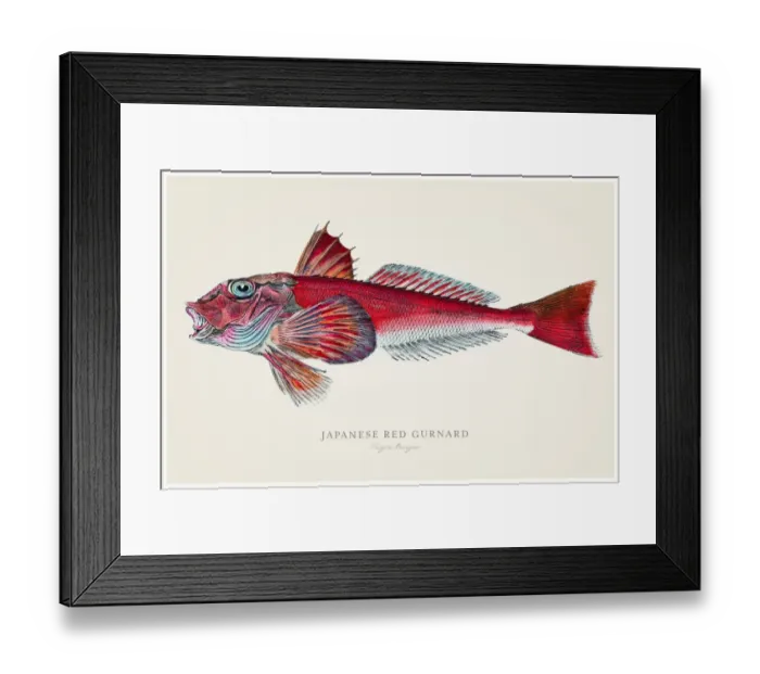 Framed Print : Japanese red gurnard 1856 Framed Print : Japanese red gurnard 1856