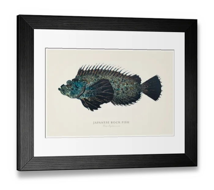 Framed Print : Japanese rock fish 1856 Framed Print : Japanese rock fish 1856