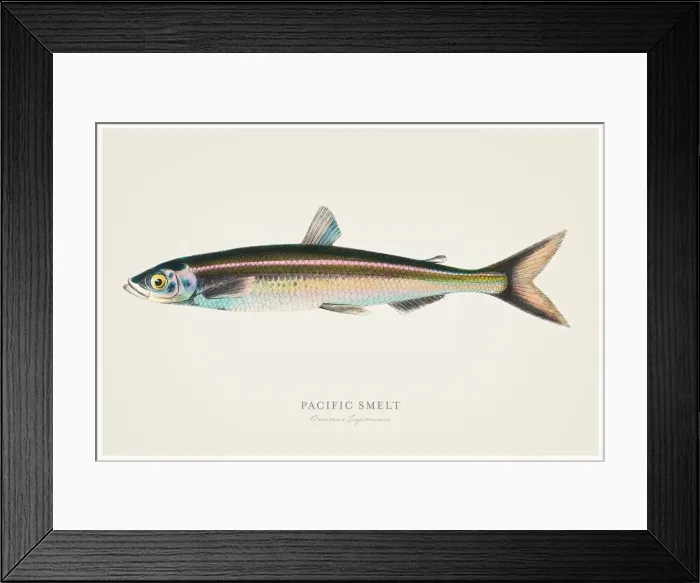Framed Print : Pacific smelt illustration 1856 Framed Print : Pacific smelt illustration 1856