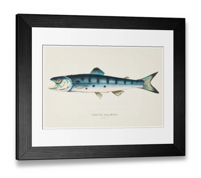 Framed Print : Young Salmon illustration 1856 Framed Print : Young Salmon illustration 1856