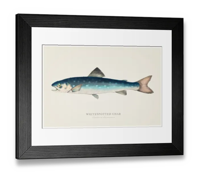 Framed Print : Whitespotted char trout 1856 Framed Print : Whitespotted char trout 1856
