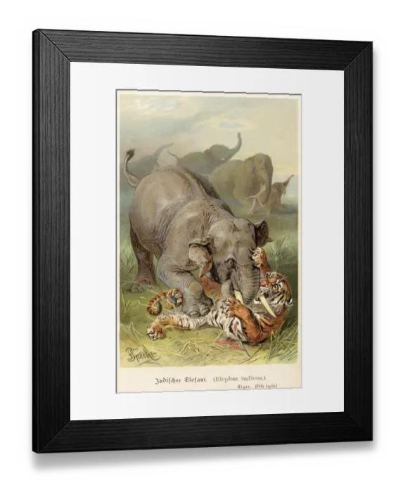Framed Print : Indian elephant fighting tiger 1888 Framed Print : Indian elephant fighting tiger 1888