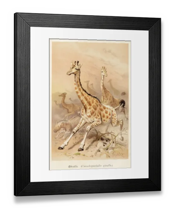 Framed Print : Giraffe illustration 1888 Framed Print : Giraffe illustration 1888