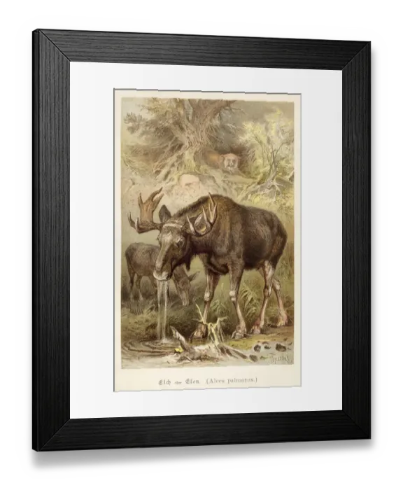 Framed Print : Elk illustration 1888 Framed Print : Elk illustration 1888