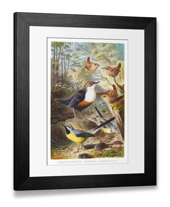 Framed Print : Wagtail rattler wren illustration 1882 Framed Print : Wagtail rattler wren illustration 1882