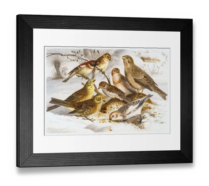 Framed Print : Bunting birds illustration 1882 Framed Print : Bunting birds illustration 1882