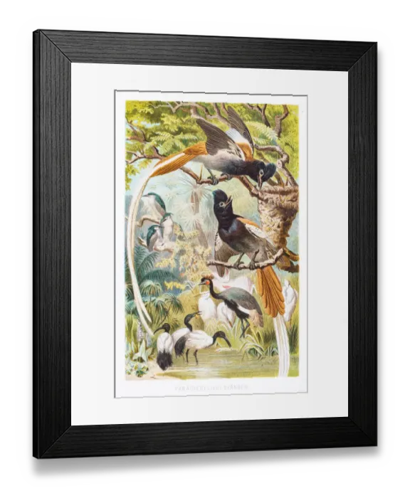 Framed Print : Bird of Paradise 1882 Framed Print : Bird of Paradise 1882